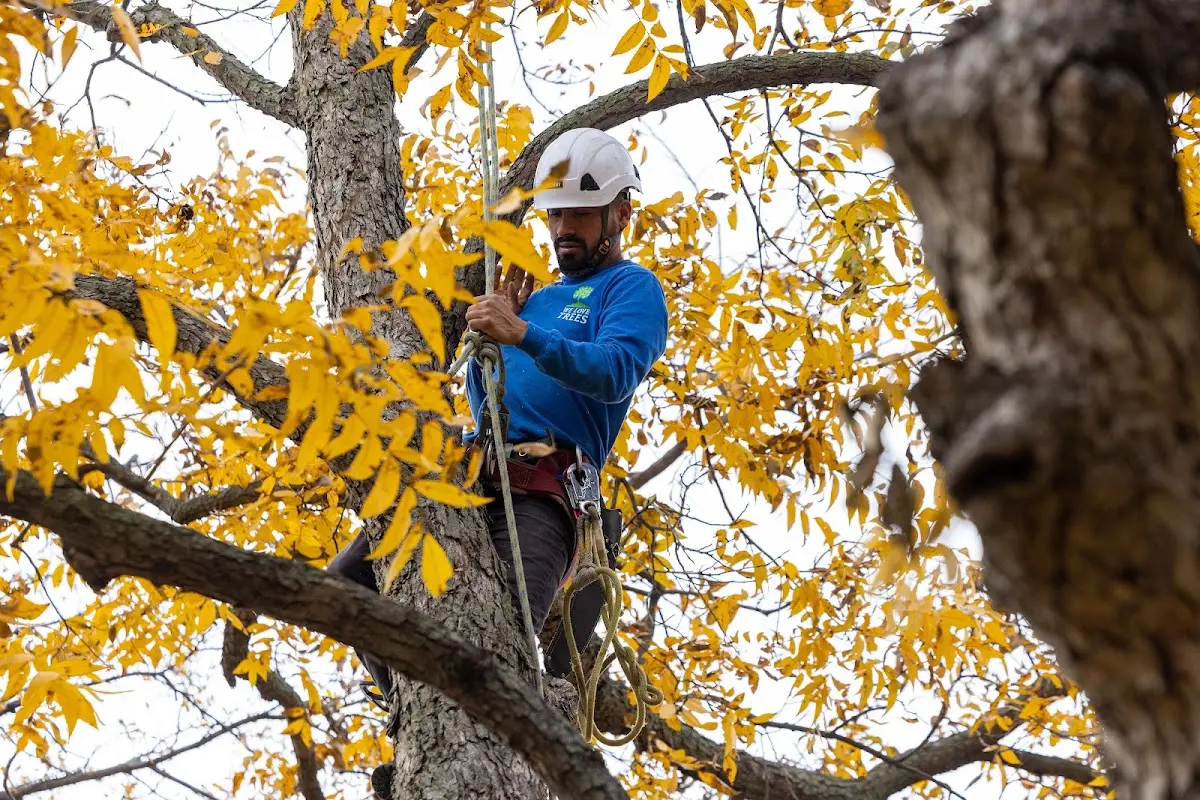 Skilled Storm Damage Cleanup crew working in Yaphank