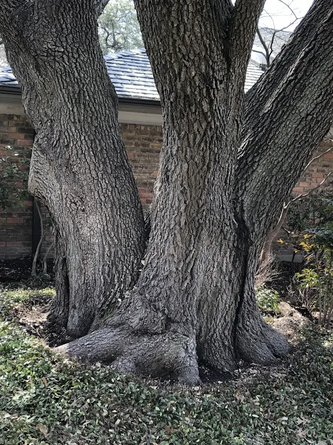 Mature heritage tree close to a Yaphank property cared for by certified arborists